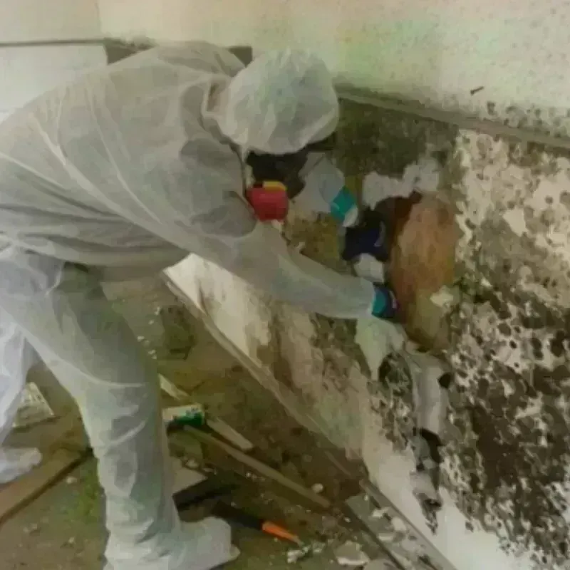 Mold Remediation and Removal in Wyndham, VA